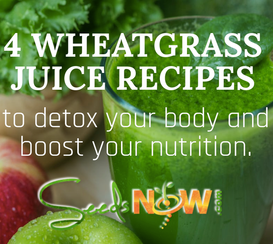 4 WHEATGRASS JUICE RECIPES to detox the body + boost nutrition. [INFO-GRAPHIC]
