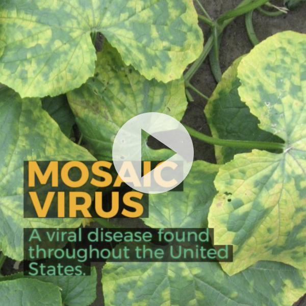 Learn How to Recognize and Prevent Mosaic Virus in Your Garden