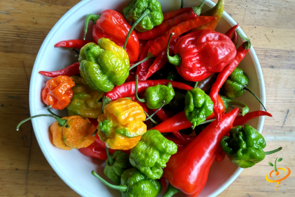 15 Super HOT Varieties Every Pepper Enthusiast Must Try!