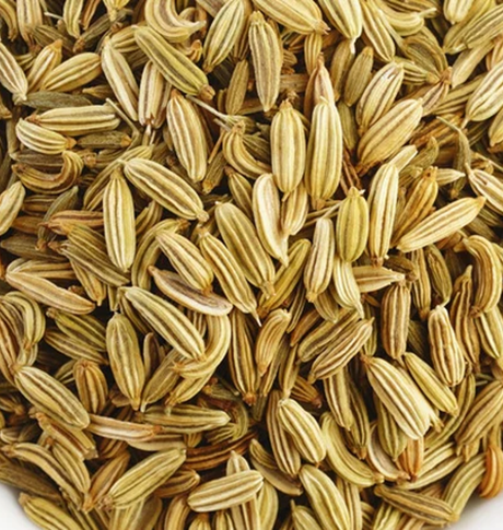 Organic fennel herb seeds for planting in herb garden with fennel seeds close-up