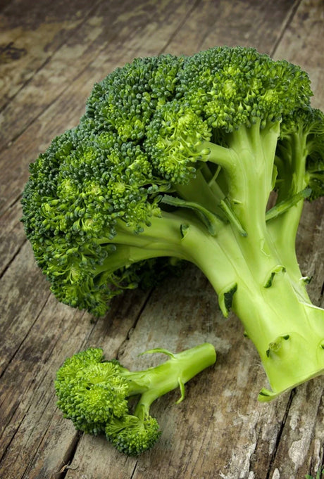 Shop Broccoli Seeds | Buy High-Quality Organic NON-GMO Heirloom Seeds