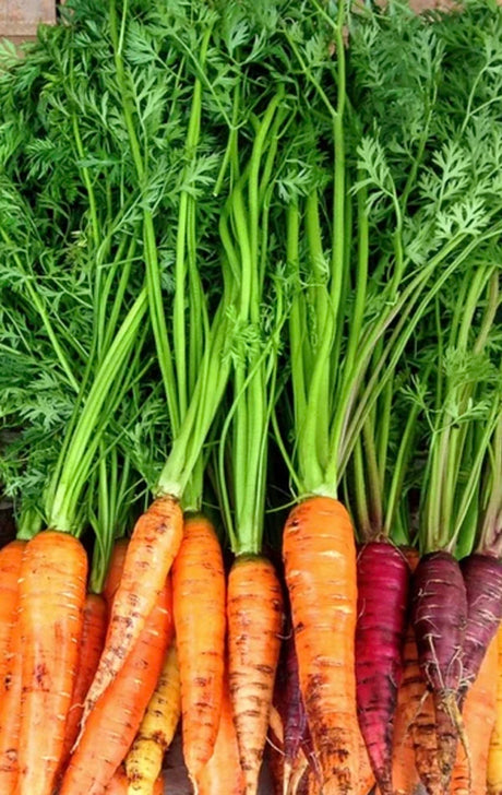 Buy Carrot Seeds | Shop High-Quality Organic NON-GMO Heirloom Seeds