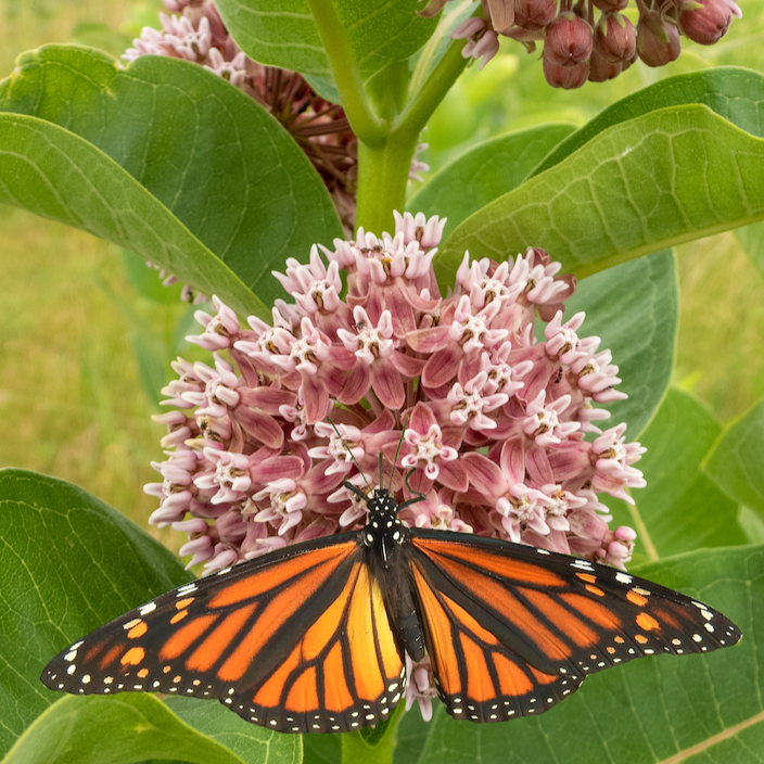 Flowers - Milkweed, Common