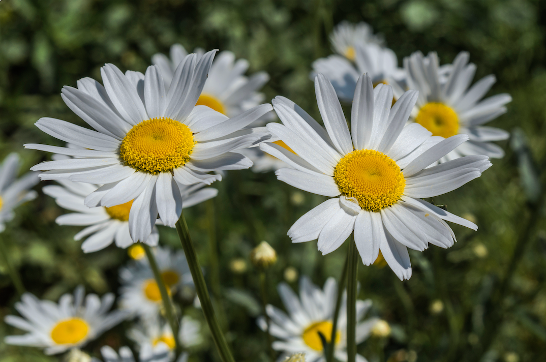 Flowers - Daisy, Ox-Eye