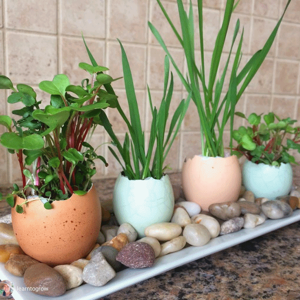 *New!* Seeds-of-the-Month