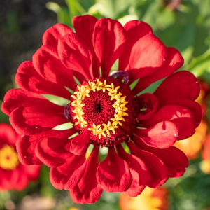 Buy Zinnia elegans Red Cherry Queen flower seeds for sale from the USA