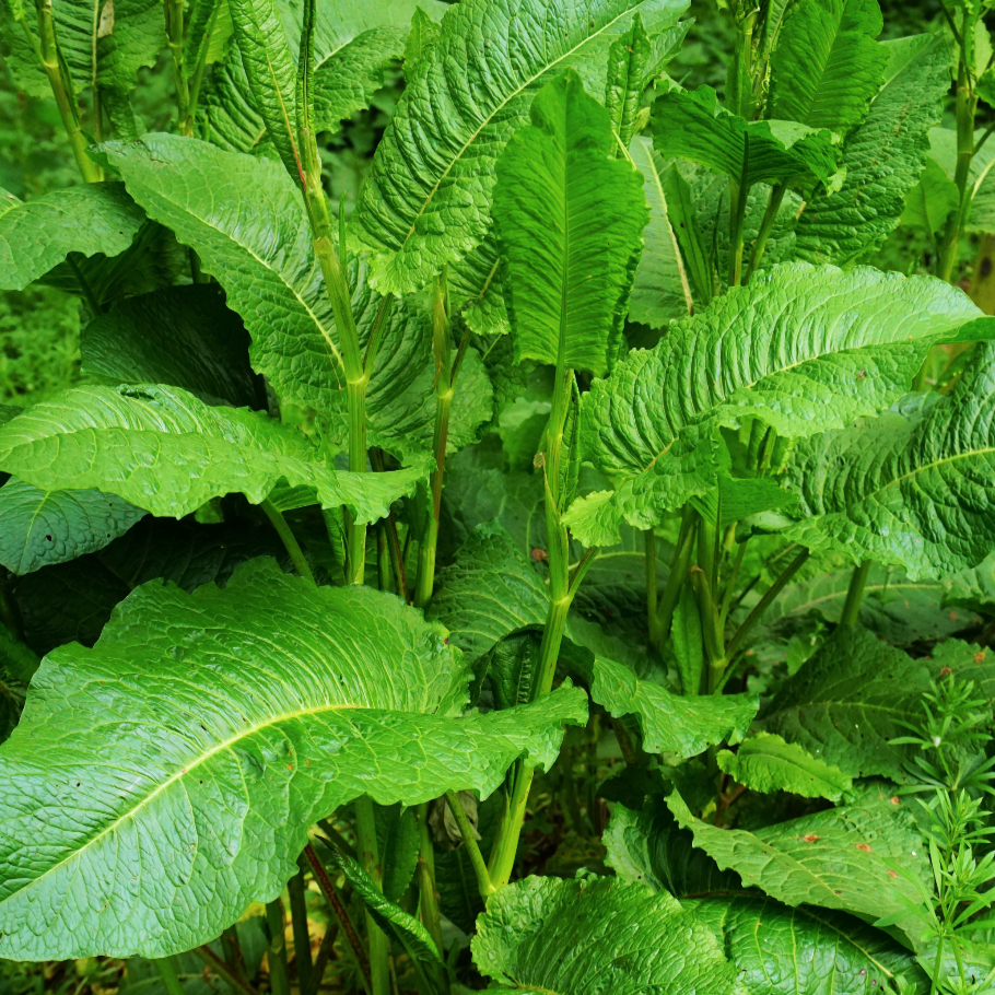 Sorrel - Large leaf
