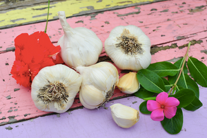 Organic Garlic Garden Variety Pack