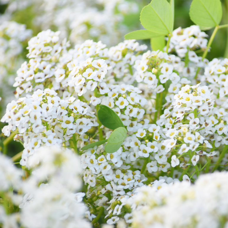 Flowers - Alyssum, Carpet of Snow (Sweet Alyssum)