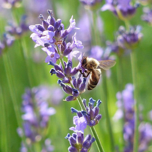 Lavender, Vera Flowers