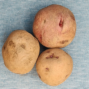 Potato (Mid-Season) - Norland, Dark Red (Organic rounds)