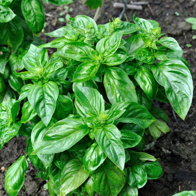 *FREE* Gift-of-the-Month! All-in-One Italian Basil Seed Kit