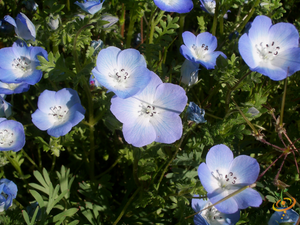 Wildflowers - Partial Shade Scatter Garden Seed Mix - SeedsNow.com