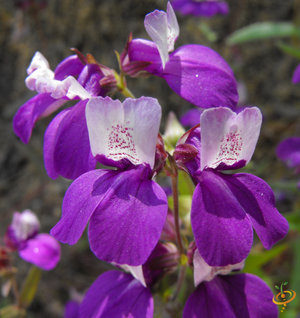 Wildflowers - Moist Area Scatter Garden Seed Mix - SeedsNow.com