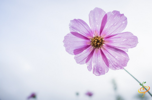 Wildflowers - Forever Pink Scatter Garden Seed Mix - SeedsNow.com