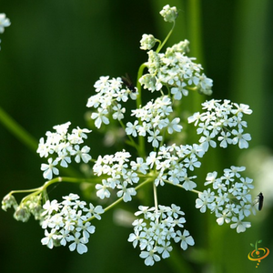 Wildflowers - California Native Scatter Garden Seed Mix - SeedsNow.com