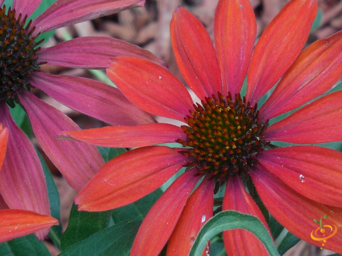 Wildflowers - Righteous Red Scatter Garden Seed Mix - SeedsNow.com