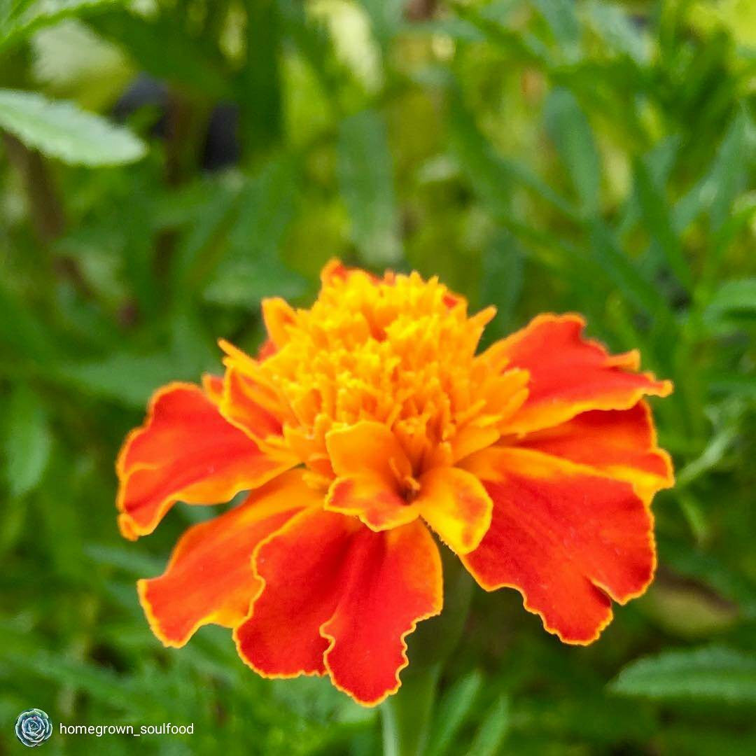 Marigold - Sparky Mix - SeedsNow.com