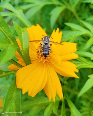 All-in-One Wildflower & Pollinator Scatter Garden Variety Pack - SeedsNow.com