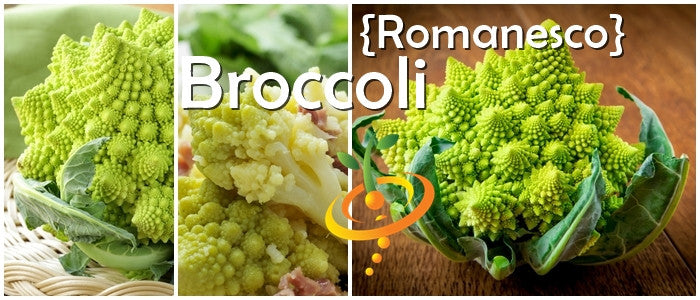 Broccoli - Romanesco Italia.