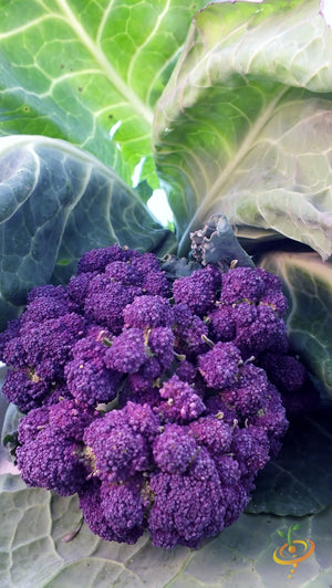 Broccoli - Early Purple.