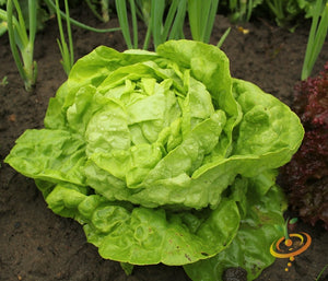 Lettuce - All Year Round.