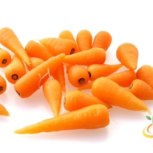 Carrot - Chantenay, 5" Long - SeedsNow.com