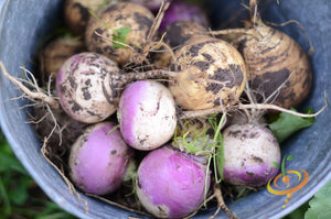 Turnip - Purple Top White Globe - SeedsNow.com