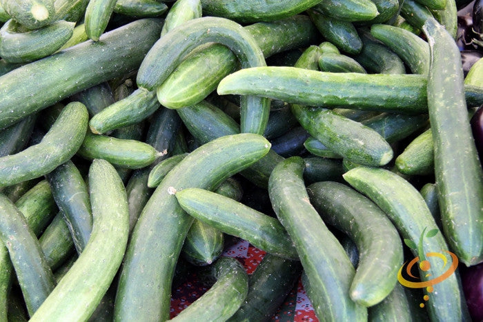 Cucumber - Chinese Snake.
