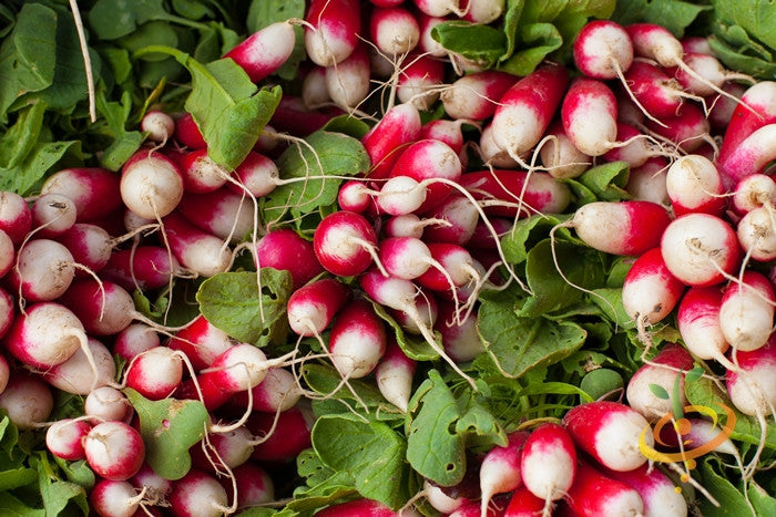 Radish - Sparkler.