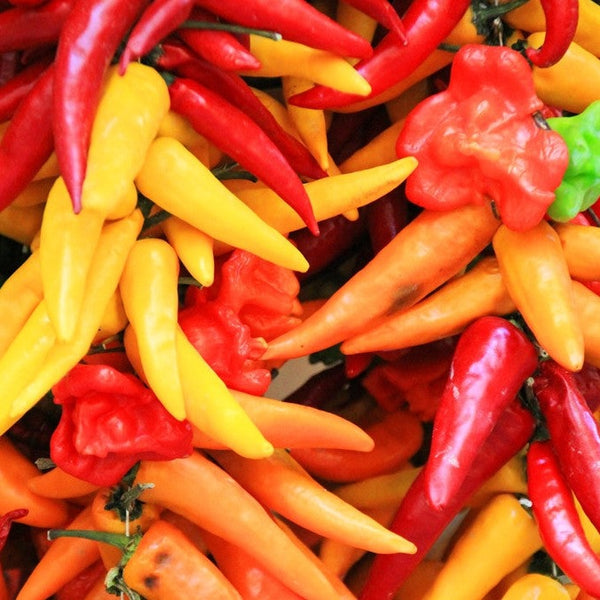 Pepper (Hot) - Santa Fe Grande 🔥 - SeedsNow.com