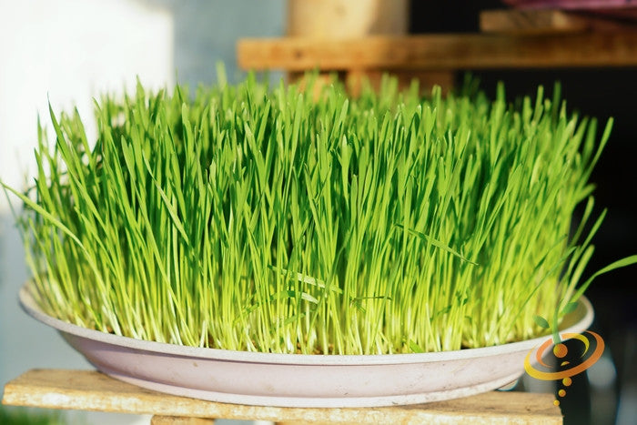 Sprouts/Microgreens - Wheat Grass & Wheat Berries.
