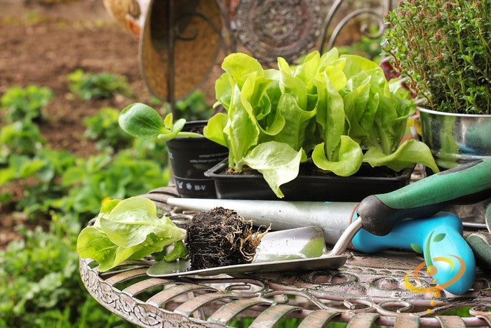 Lettuce - White Boston (Butterhead).