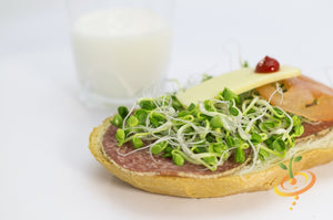 Sprouts/Microgreens - Alfalfa.