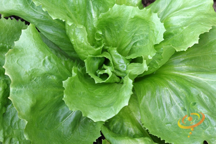 Endive - Broadleaf, Classic.