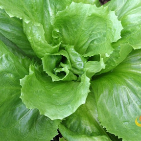 Close-up of broadleaf endive plant with dark green, frilled leaves, grown from SeedsNow's classic endive seeds.