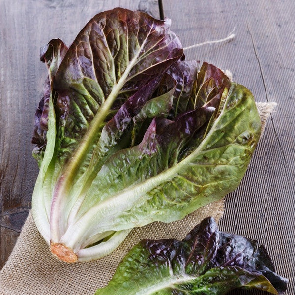 Lettuce - Romaine, Red - SeedsNow.com