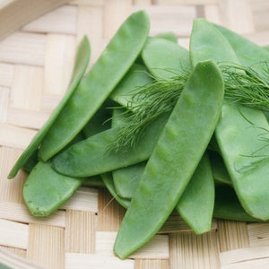 Fresh Pea (Snow) pods on a woven basket highlighting their large size and tender green appearance