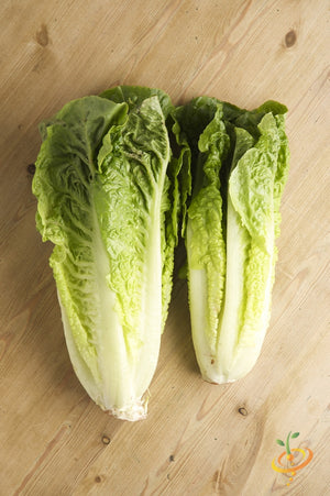 Lettuce - Romaine, Classic "Paris Island Cos".