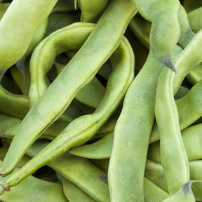 Close-up of fresh green Romano Pole Bean pods