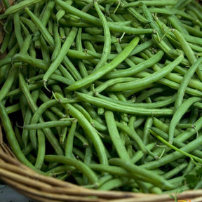 Fresh Tendergreen Bush Beans piled in a basket, showcasing their long, slender green pods.