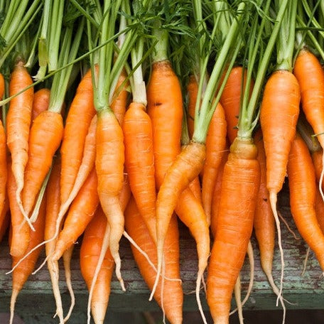 Carrot - Autumn King, 10" Long - SeedsNow.com