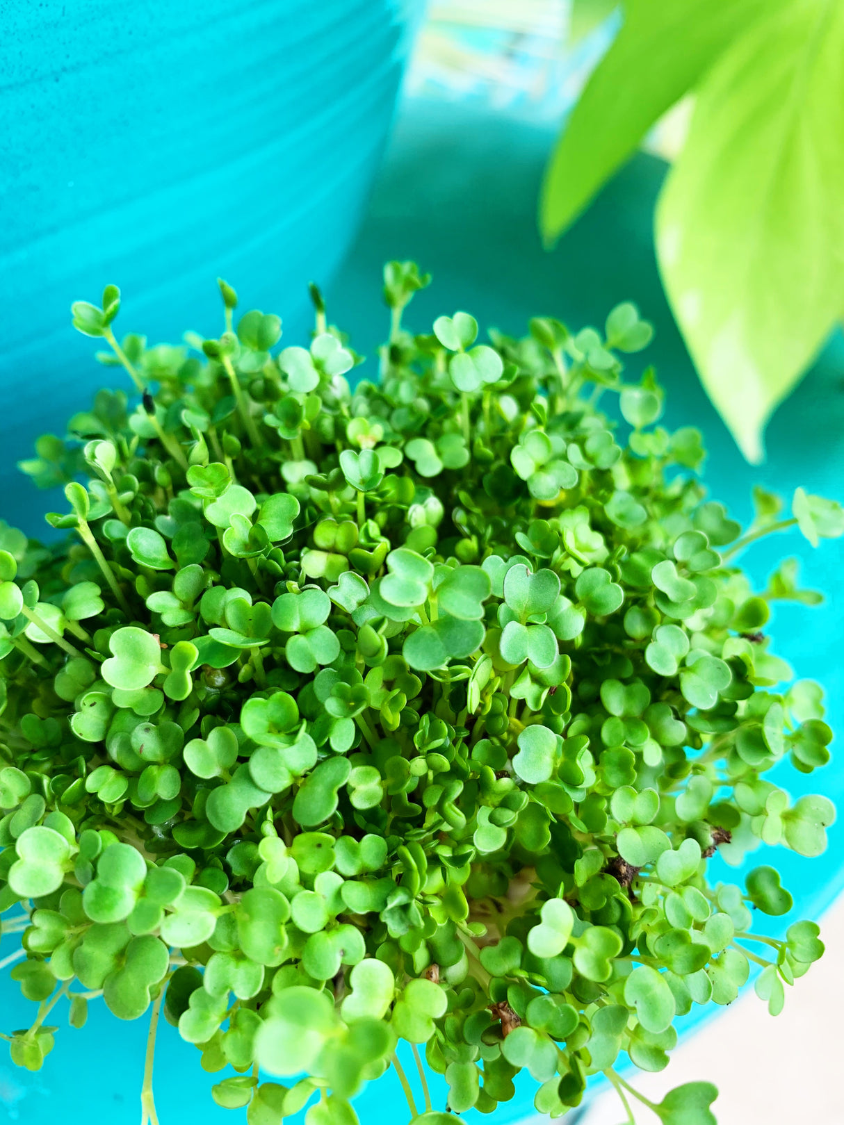 Sprouts/Microgreens - Arugula - SeedsNow.com