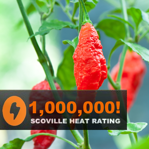 Pepper (Hot) - Ghost Chili/Bhut Jolokia 🔥🔥🔥🔥🔥🔥🥵 (HYBRID) - SeedsNow.com