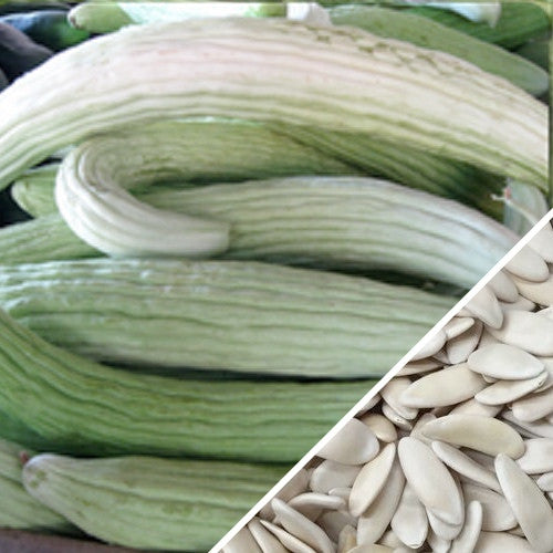 Cucumber - Armenian, White (Metki Serpent Melon) - SeedsNow.com