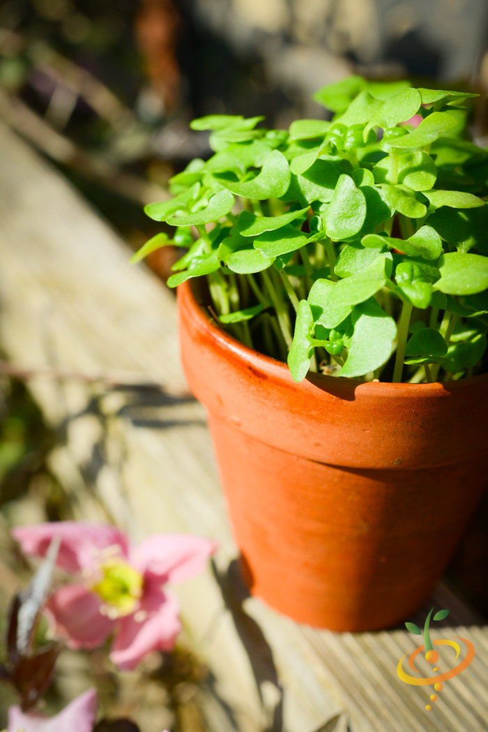 Sprouts/Microgreens - Basil, Green - SeedsNow.com