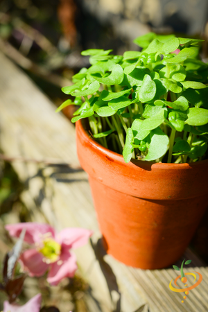 Sprouts/Microgreens - Basil, Green - SeedsNow.com