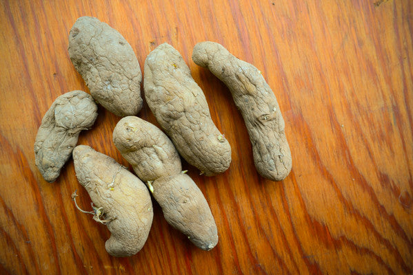 Organic Austrian Crescent Fingerling potato seed from SeedsNow-Potatoes, showing the elongated, curved heirloom potato with a light brown skin.