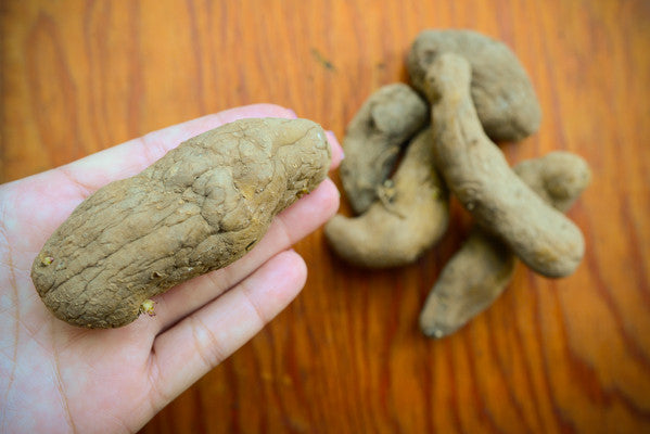 Organic Austrian Crescent fingerling potato seed from SeedsNow-Potatoes, showing long, slender, organic heirloom potato tubers.
