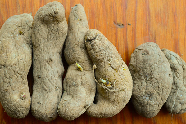 Organic Austrian Crescent Fingerling Potato seed from SeedsNow-Potatoes, showing small, elongated, organic heirloom potato seeds.